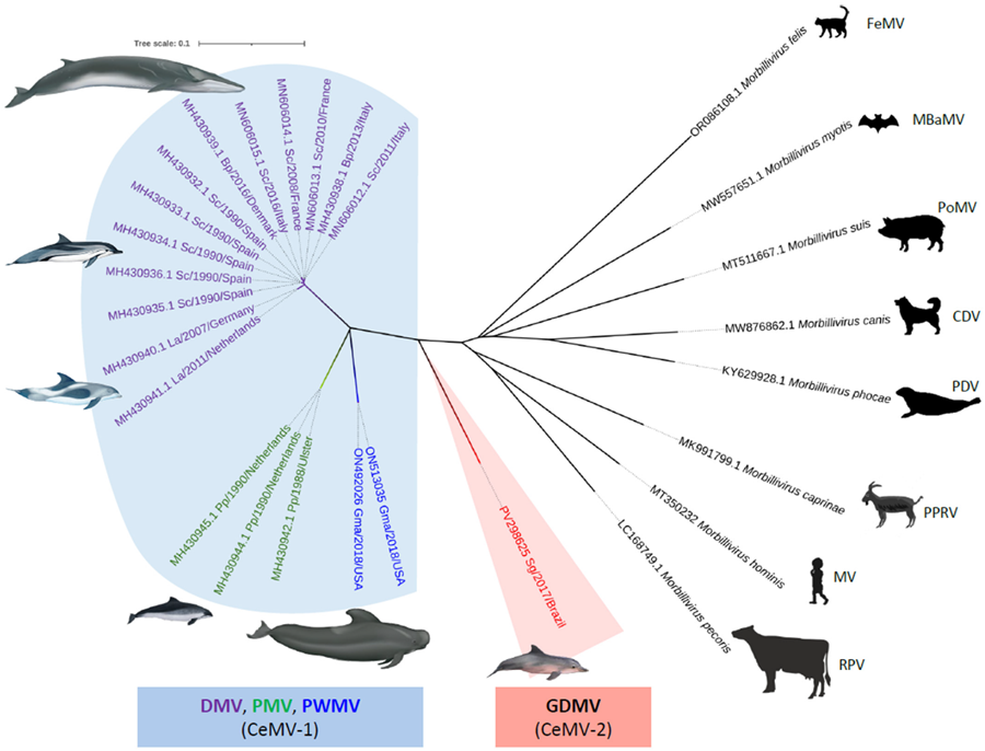PPR figuur 2 Relatie tussen de verschillende morbillivirussen 