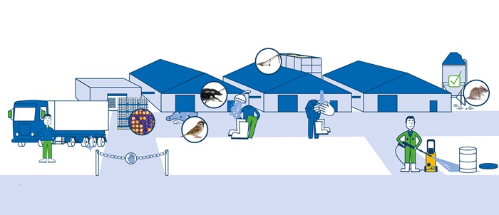 biosecurity pluimvee