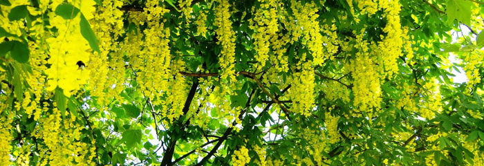 Goudenregen Laburnum vulgare 