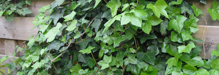 Hedera klimop