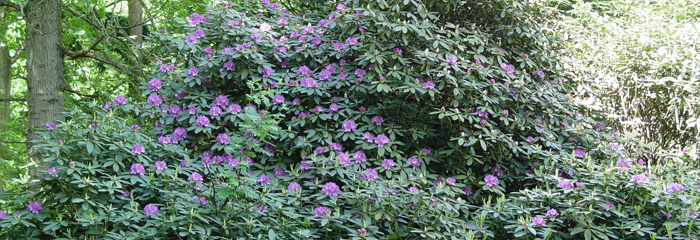 Rhododendron