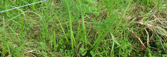 Waterscheerling Cicuta virosa