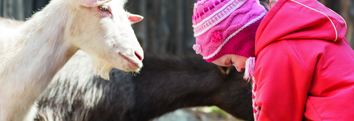 meisje met geit op kinderboerderij