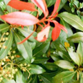 Pieris japonica