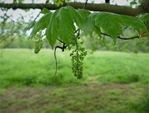 Bloeiwijze van de gewone esdoorn 2