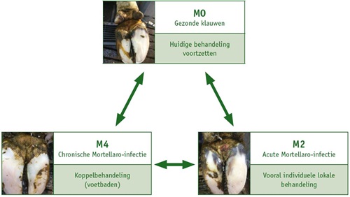 Het verloop van een Mortellaro-infectie