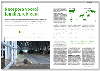 Neospora artikel Veehouder&veearts