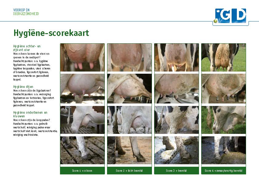 hygiene scorekaart