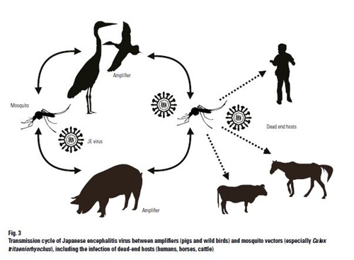 Japanese Encephalitis