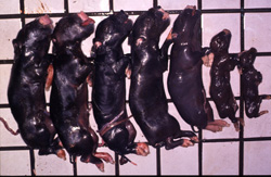 Japanese Encephalitis 