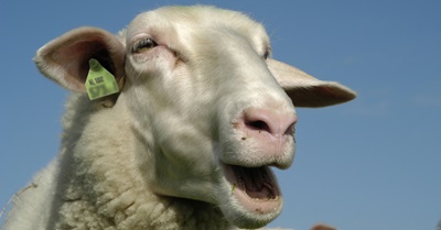 schaap