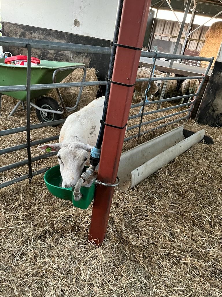 Een schaap dat zijn bek koelt in de waterbak