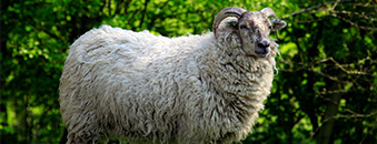 North Ronaldsay schaap in wei