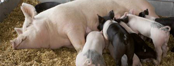 Schurftvrij Certificering