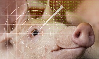 PRRS-scan