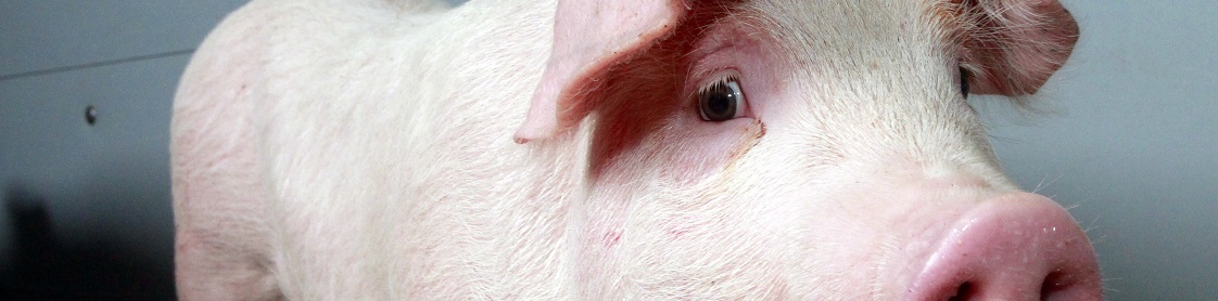 header nationaal PRRS-plan