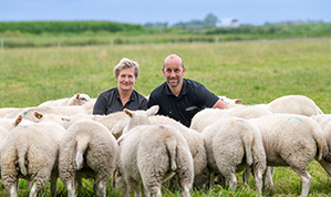 Haarsma tussen schapen