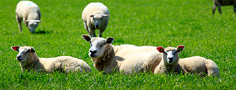 Genetische test zwoegerziekte